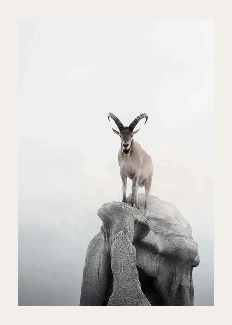 Photographic ibex with curved horns on cliff, foggy background-12