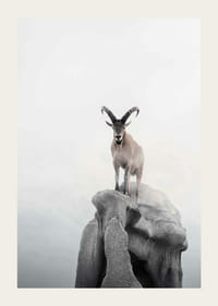 Fotografický kozorožec so zakrivenými rohmi na útese, hmlisté pozadie-3