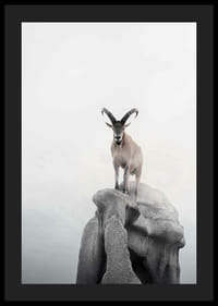 Fotografický kozorožec so zakrivenými rohmi na útese, hmlisté pozadie-4