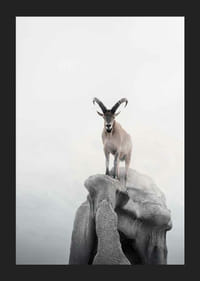 Fotografický kozorožec so zakrivenými rohmi na útese, hmlisté pozadie-5