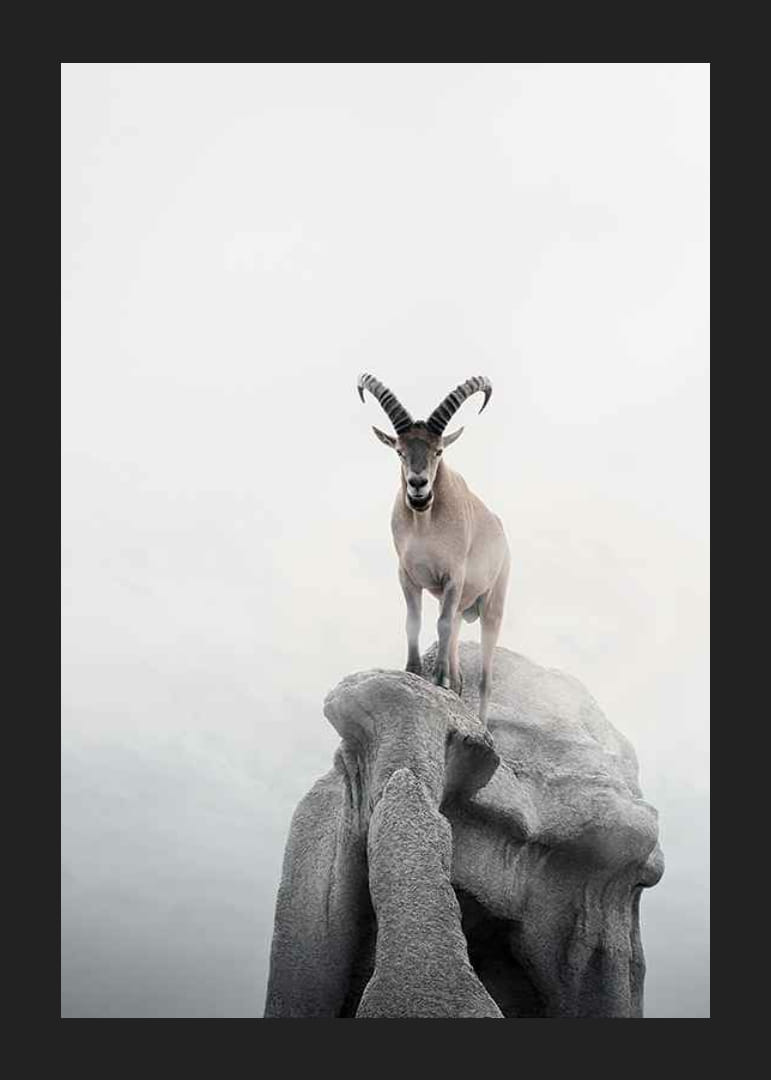Fotografický kozorožec so zakrivenými rohmi na útese, hmlisté pozadie-12