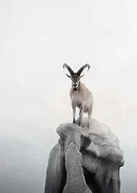 Photographic ibex with curved horns on cliff, foggy background-7