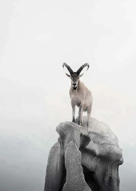 Photographic ibex with curved horns on cliff, foggy background-12