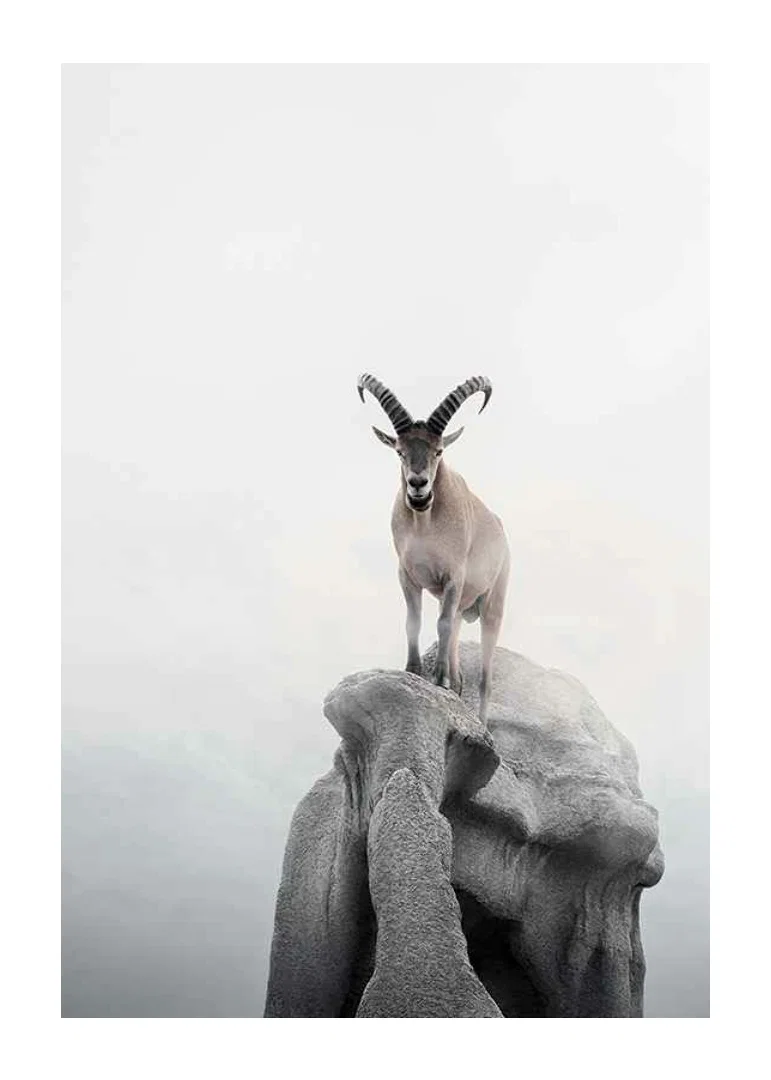 Photographic ibex with curved horns on cliff, foggy background-12
