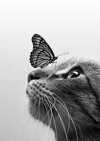 Svartvit närbild av katt med fjäril på nosen, fotografisk-7