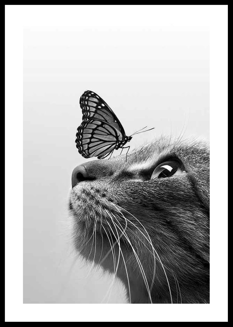 Svartvit närbild av katt med fjäril på nosen, fotografisk-12
