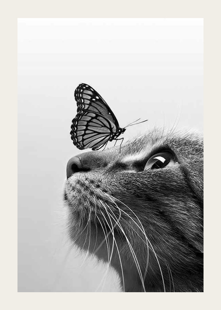 Svartvit närbild av katt med fjäril på nosen, fotografisk-12