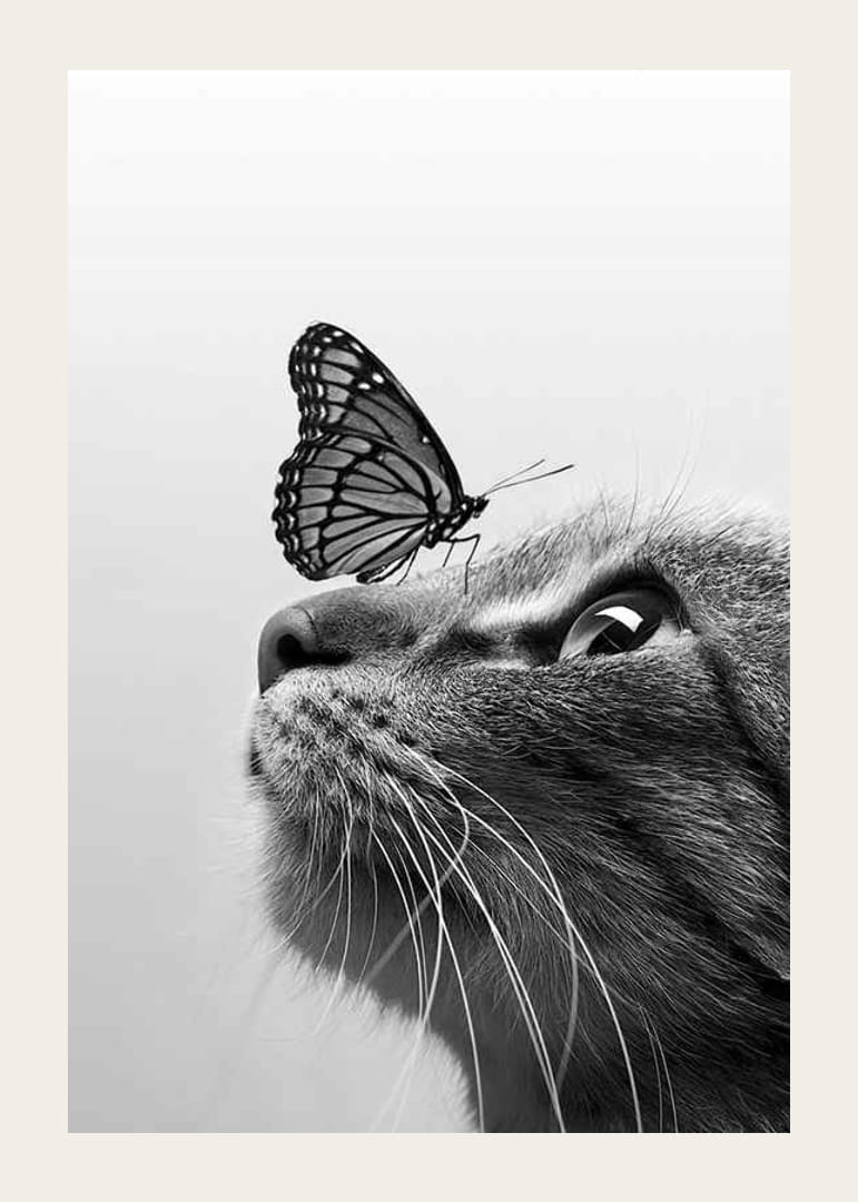 Black and white close-up of cat with butterfly on its nose, photographic-12