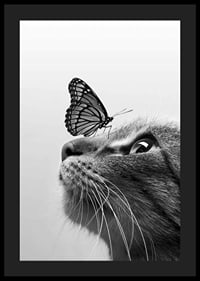 Svartvit närbild av katt med fjäril på nosen, fotografisk-4