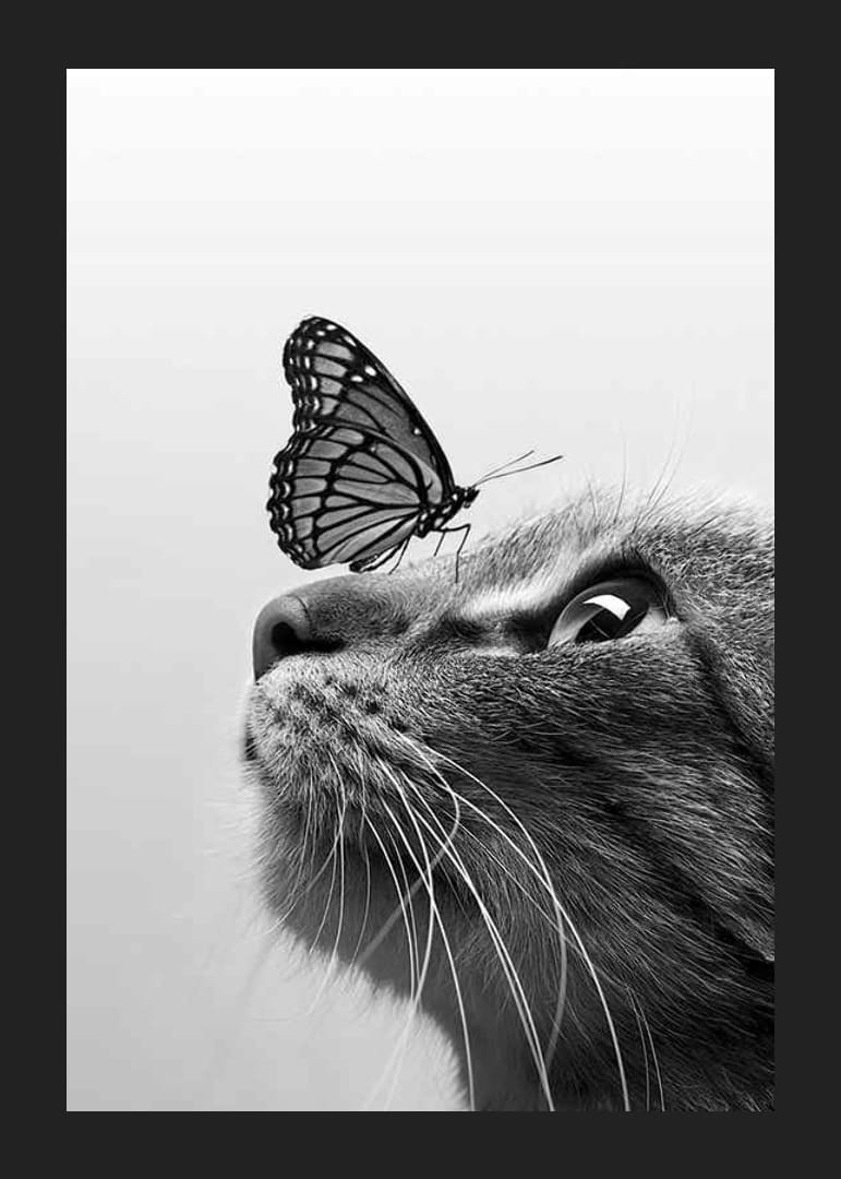 Black and white close-up of cat with butterfly on its nose, photographic-12