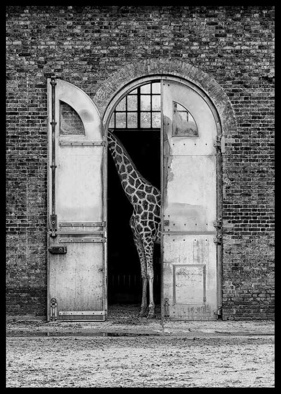 Black and white giraffe standing in a large open gate of a brick building-12