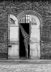 Black and white giraffe standing in a large open gate of a brick building-7