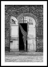 Black and white giraffe standing in a large open gate of a brick building-0