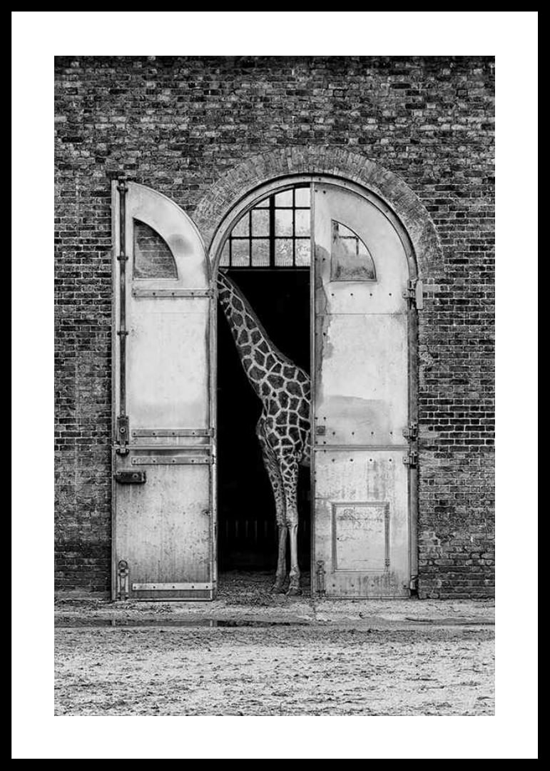 Black and white giraffe standing in a large open gate of a brick building-12