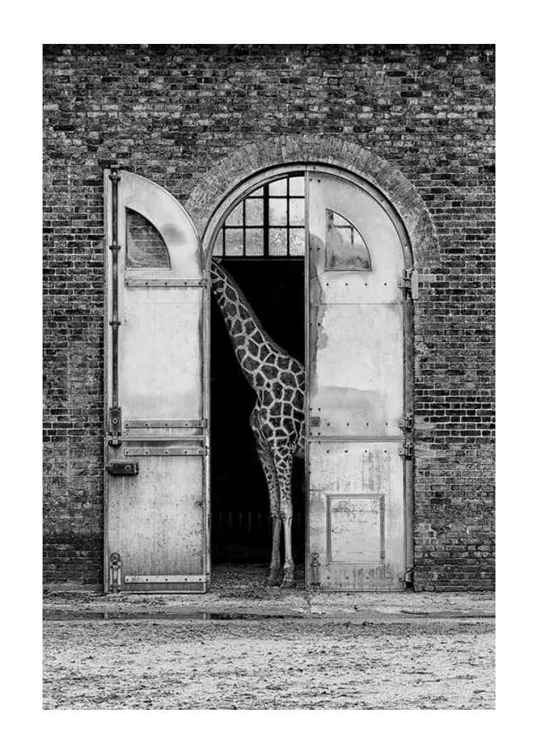 Black and white giraffe standing in a large open gate of a brick building-12
