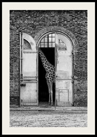 Black and white giraffe standing in a large open gate of a brick building-2