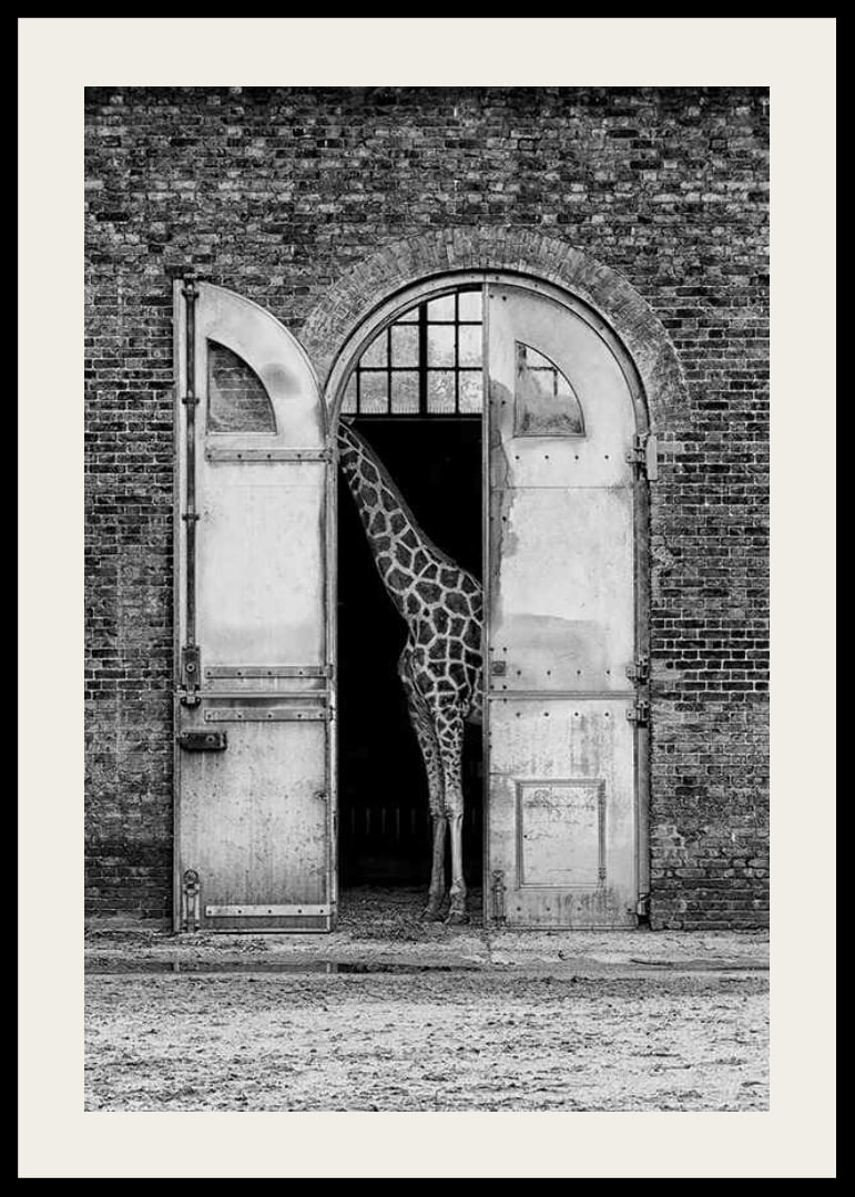 Black and white giraffe standing in a large open gate of a brick building-12