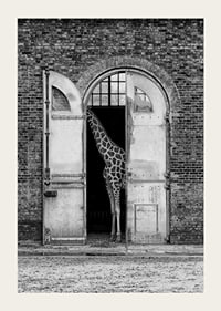 Black and white giraffe standing in a large open gate of a brick building-3