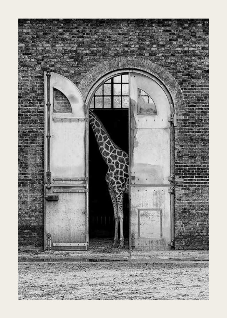 Black and white giraffe standing in a large open gate of a brick building-12