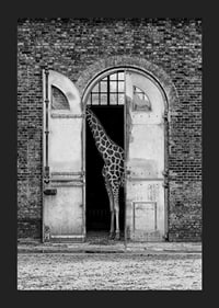 Black and white giraffe standing in a large open gate of a brick building-5