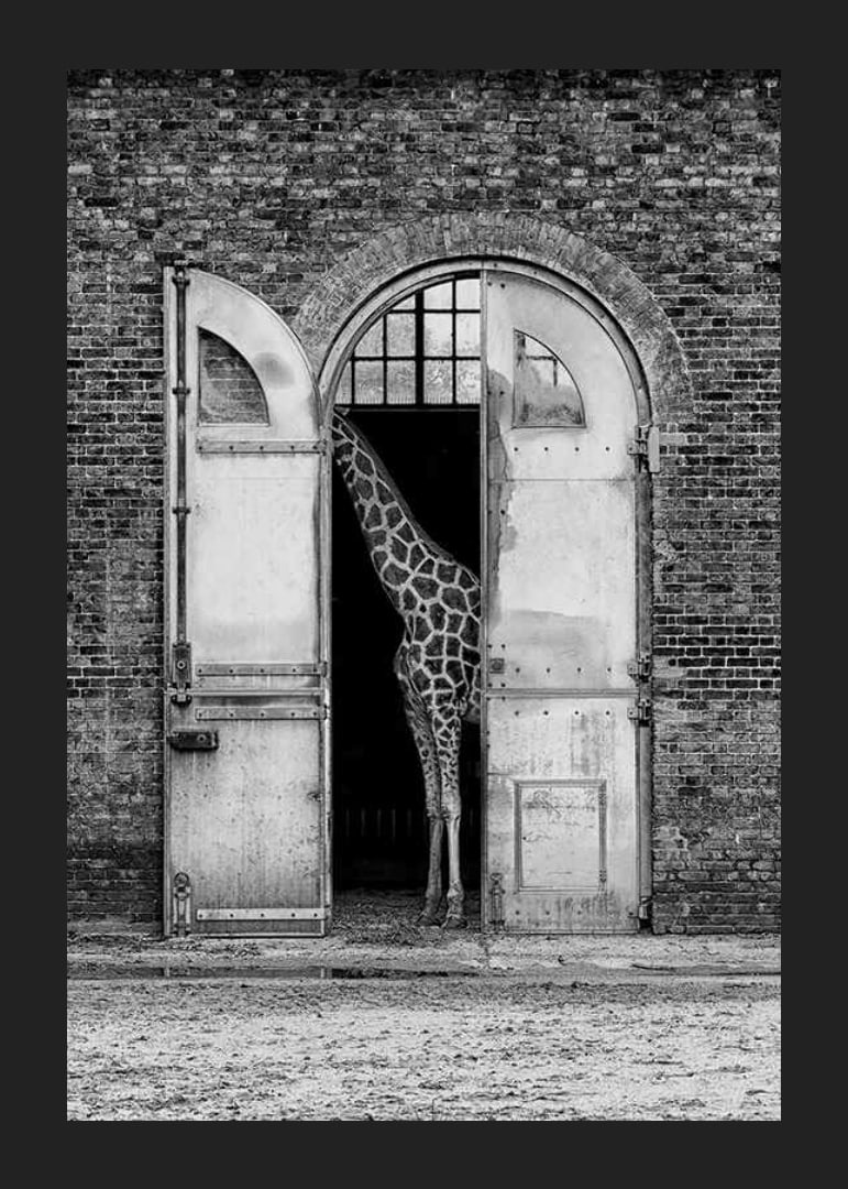 Black and white giraffe standing in a large open gate of a brick building-12