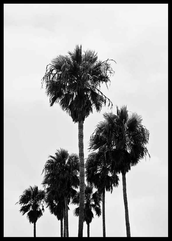 Black and white photo of tall palm trees against bright sky in Los Angeles-12