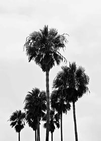 Black and white photo of tall palm trees against bright sky in Los Angeles-7