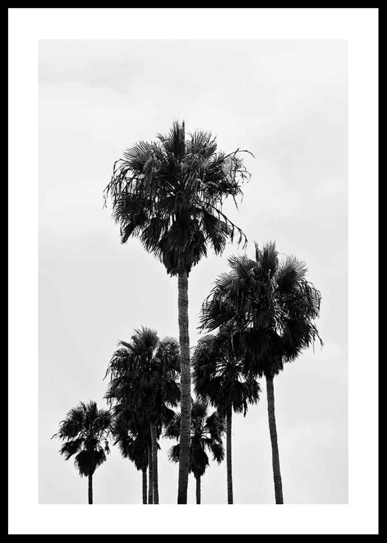 Black and white photo of tall palm trees against bright sky in Los Angeles-12