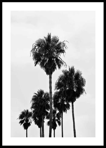 Poster L.A Palm Trees