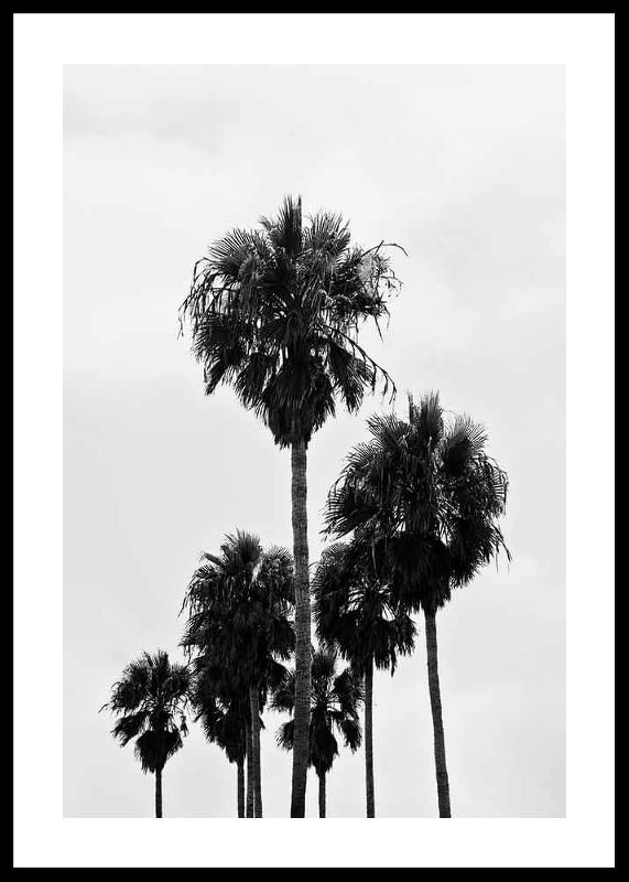 L.A Palm Trees-12