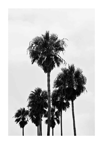 Poster L.A Palm Trees