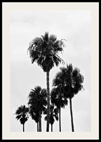 Black and white photo of tall palm trees against bright sky in Los Angeles-2