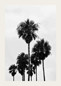 Black and white photo of tall palm trees against bright sky in Los Angeles-3