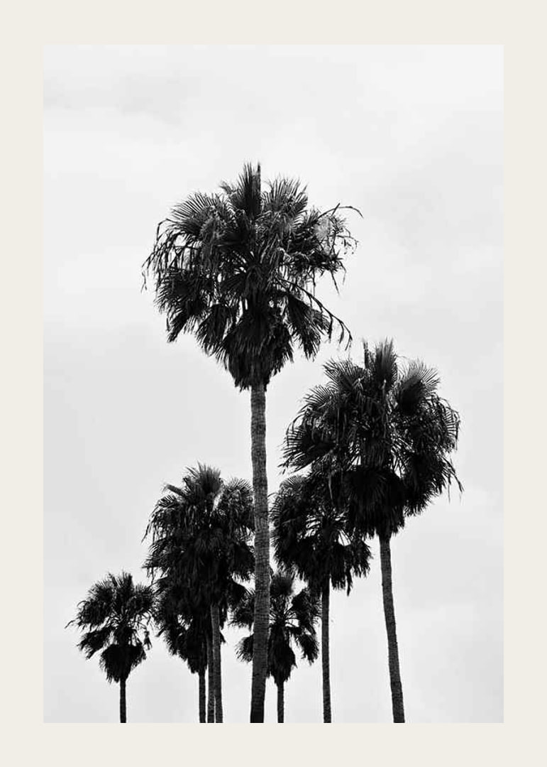 Black and white photo of tall palm trees against bright sky in Los Angeles-12