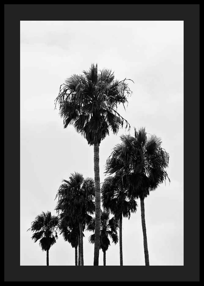 Black and white photo of tall palm trees against bright sky in Los Angeles-12