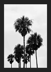 Black and white photo of tall palm trees against bright sky in Los Angeles-5