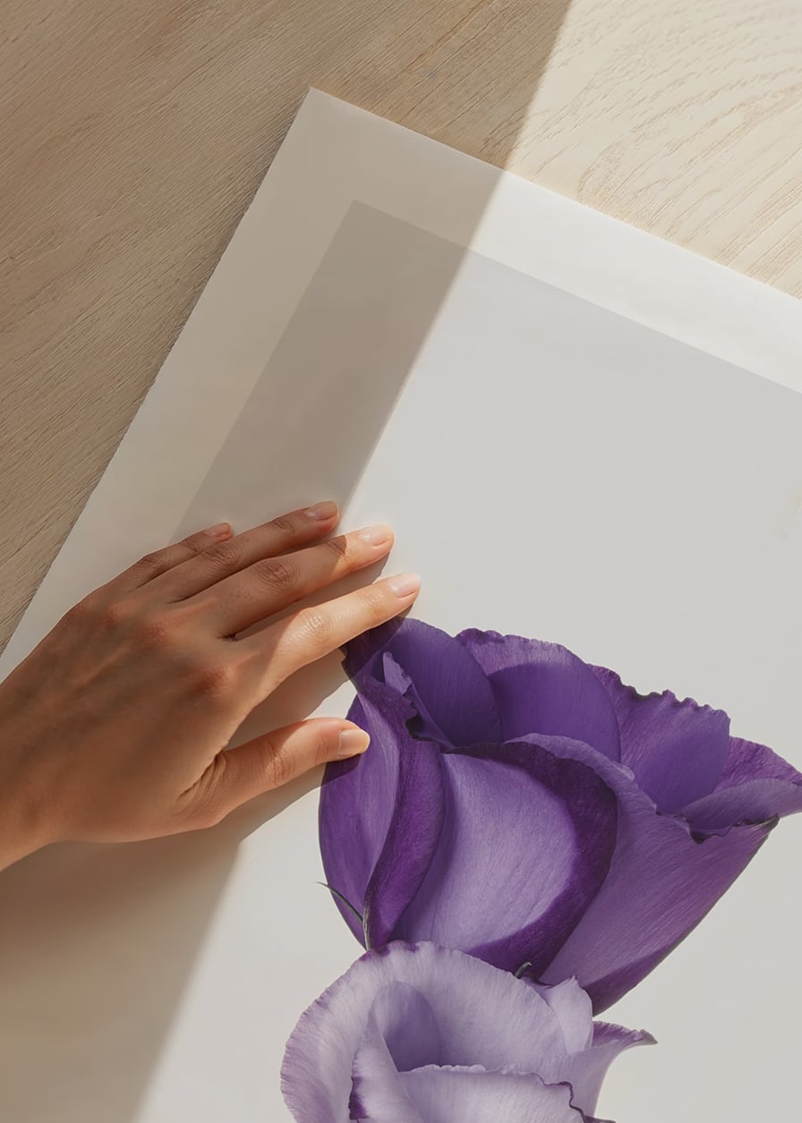 Eustoma Flowers-12