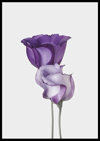 Eustoma Flowers-6
