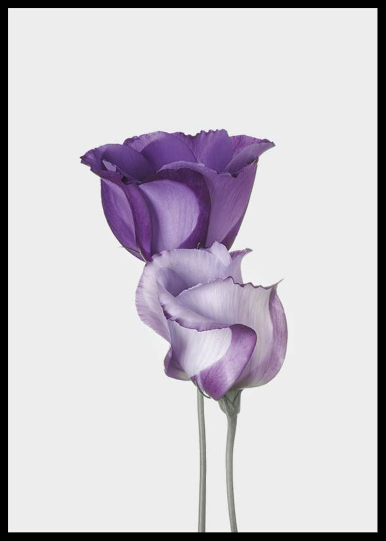 Eustoma Flowers-12