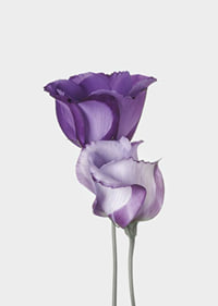 Eustoma Flowers-7