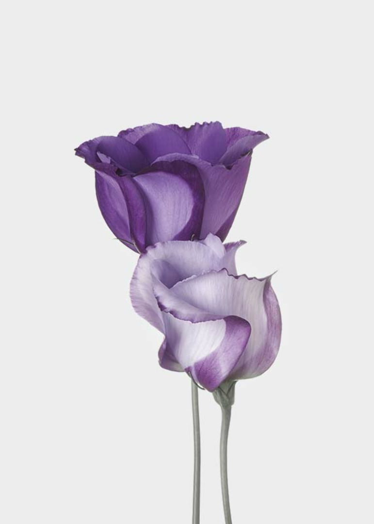 Eustoma Flowers-12