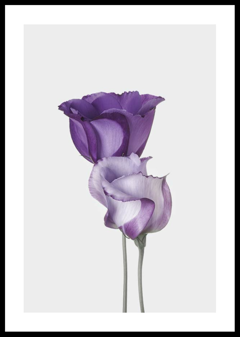 Eustoma Flowers-12