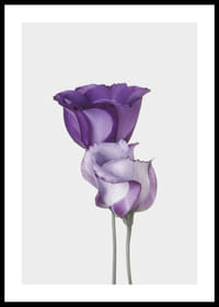 Eustoma Flowers-0