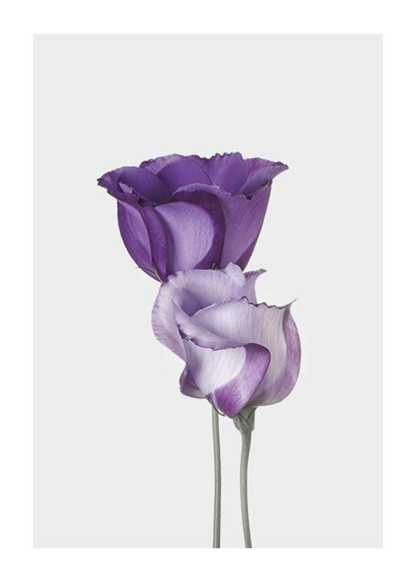 Plakāts Eustoma Flowers