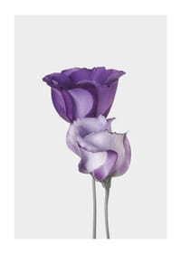 Eustoma Flowers-1