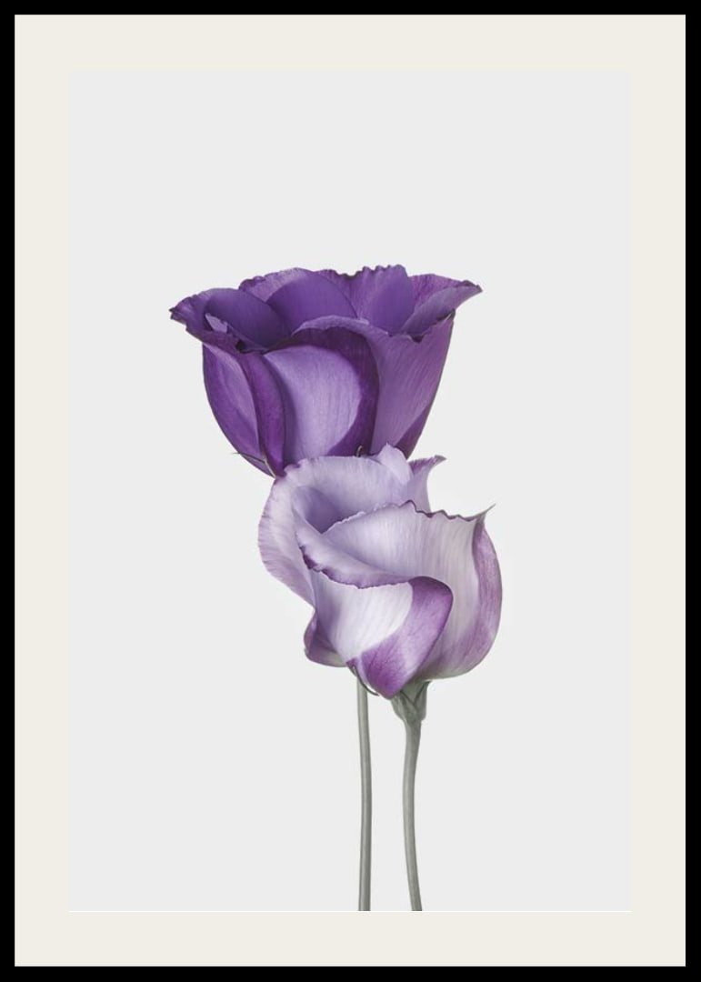 Eustoma Flowers-12