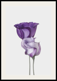 Eustoma Flowers-2