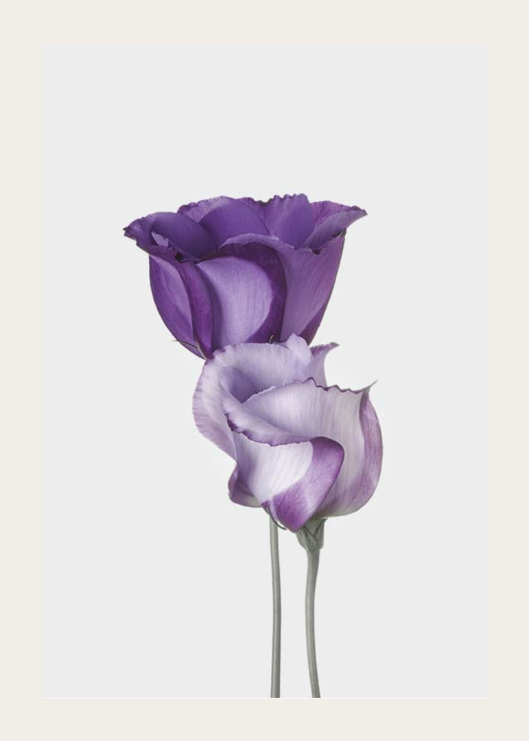 Eustoma Flowers-12