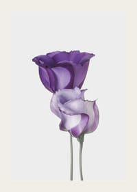 Eustoma Flowers-3