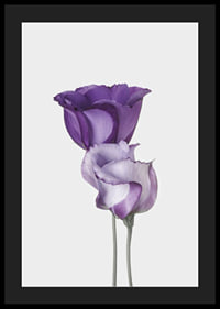 Eustoma Flowers-4